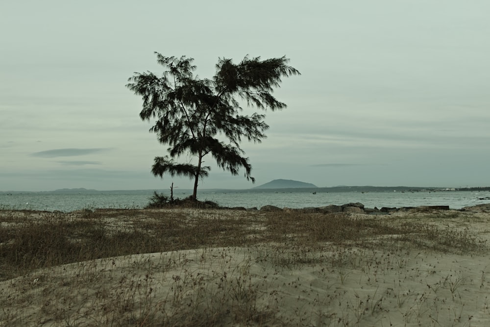 green tree on brown grass field near body of water during daytime