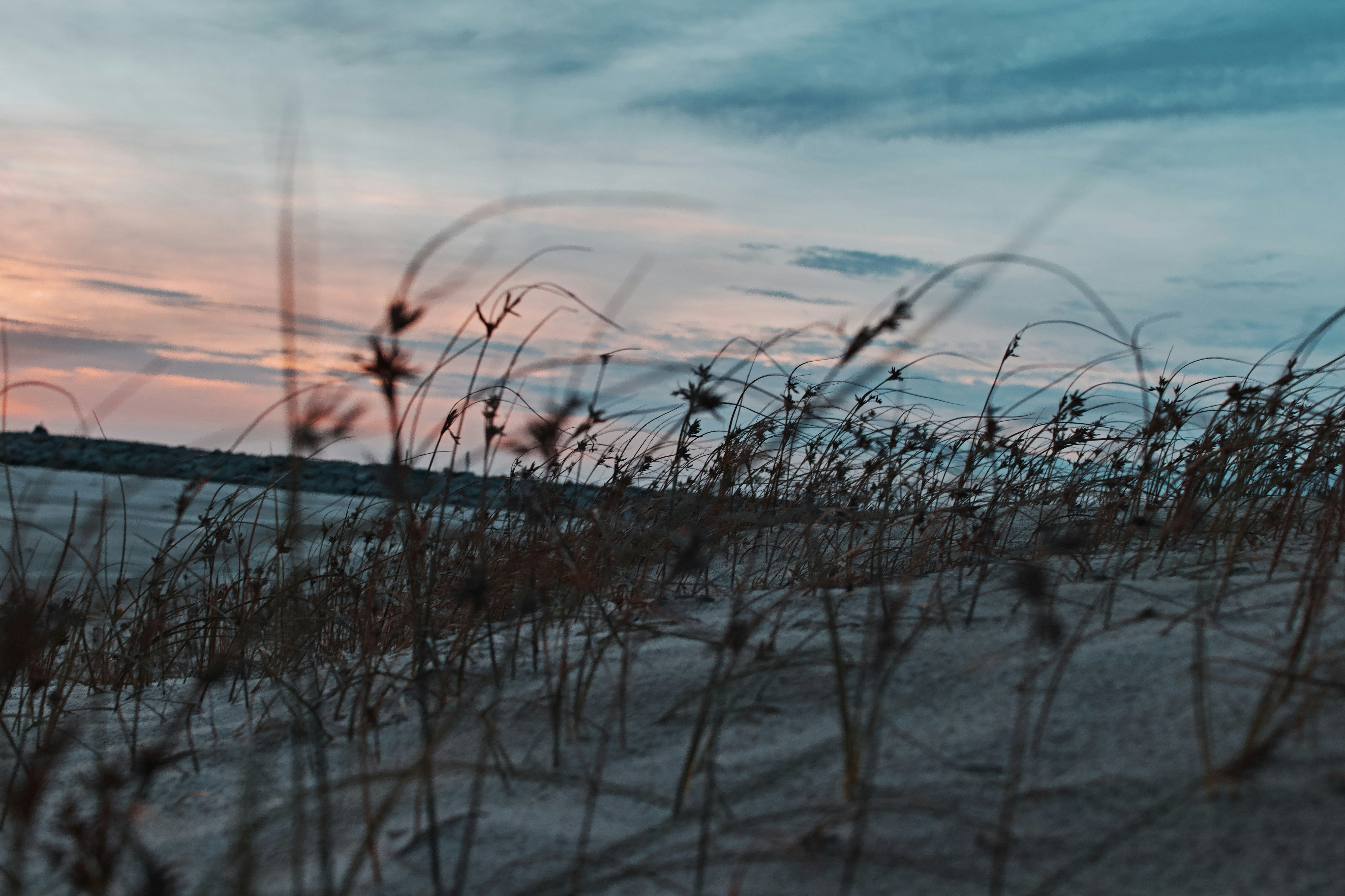 leafless tree on snow covered ground