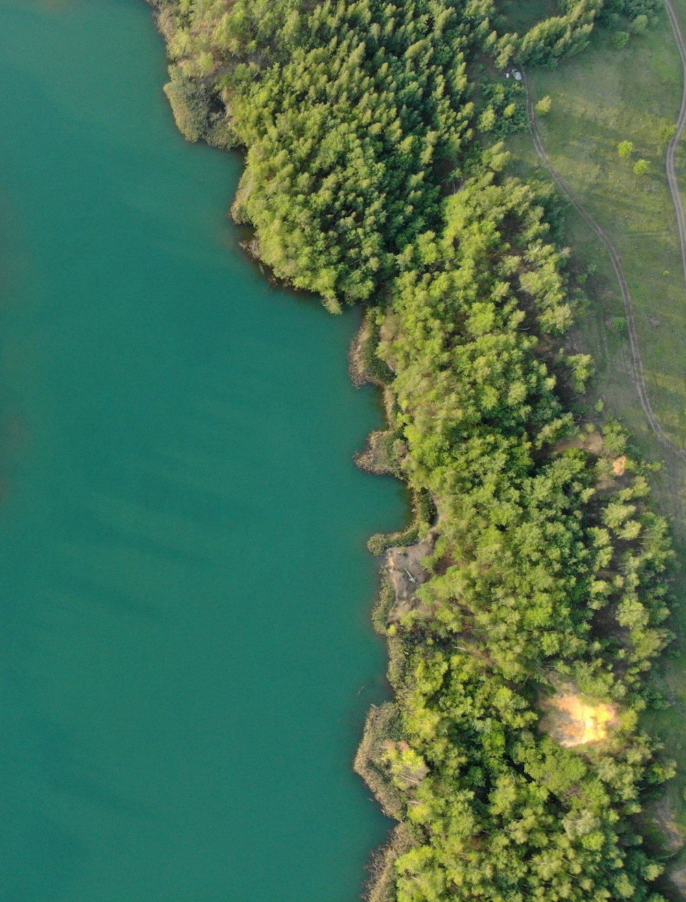 aerial view of green trees beside body of water during daytime