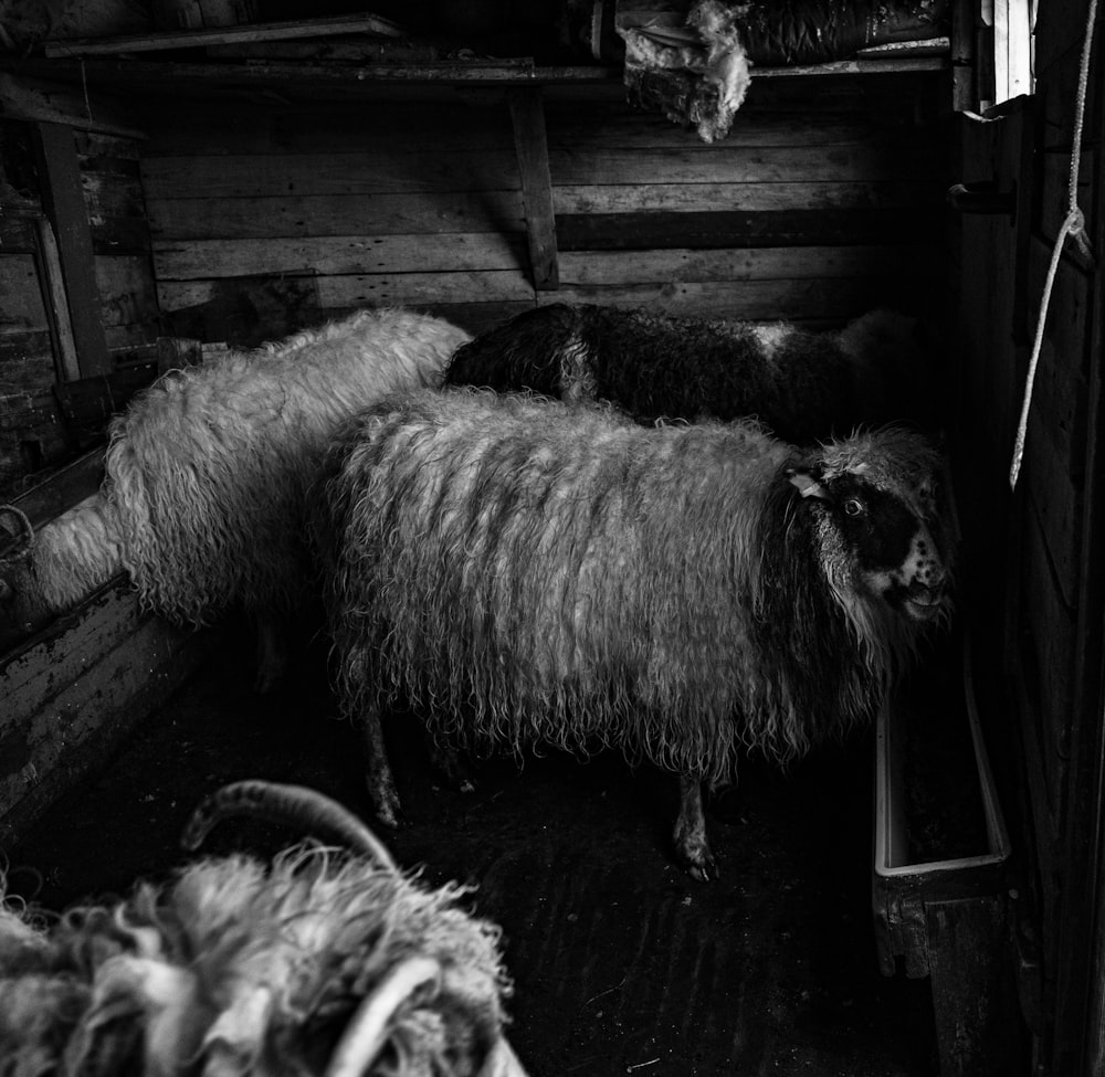 Foto en escala de grises de ovejas en jaula