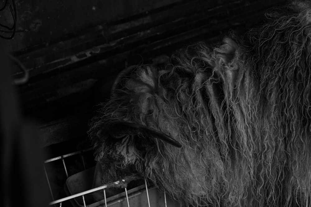 Foto en escala de grises de un animal de pelo largo