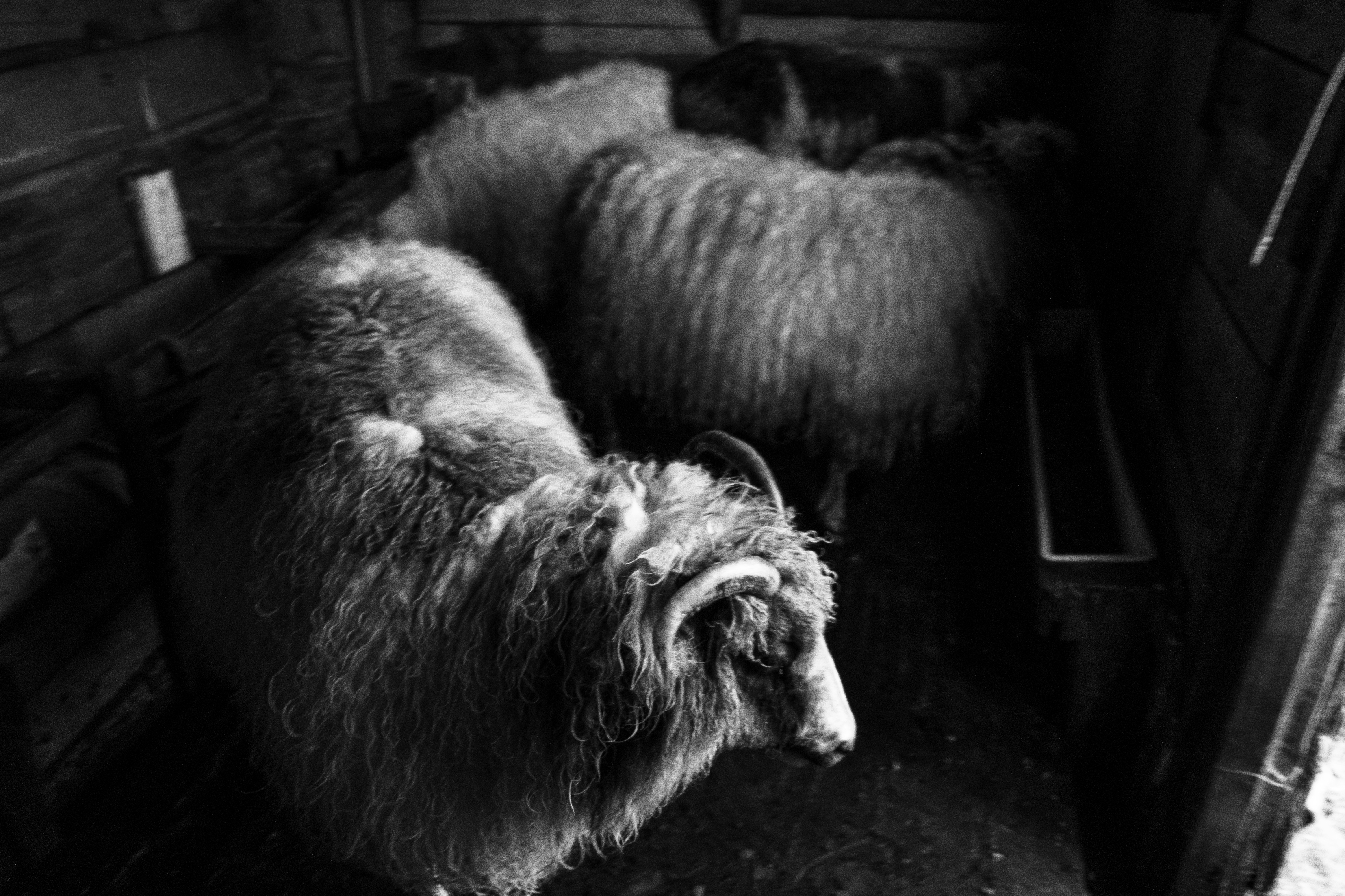 Sheared Sheep