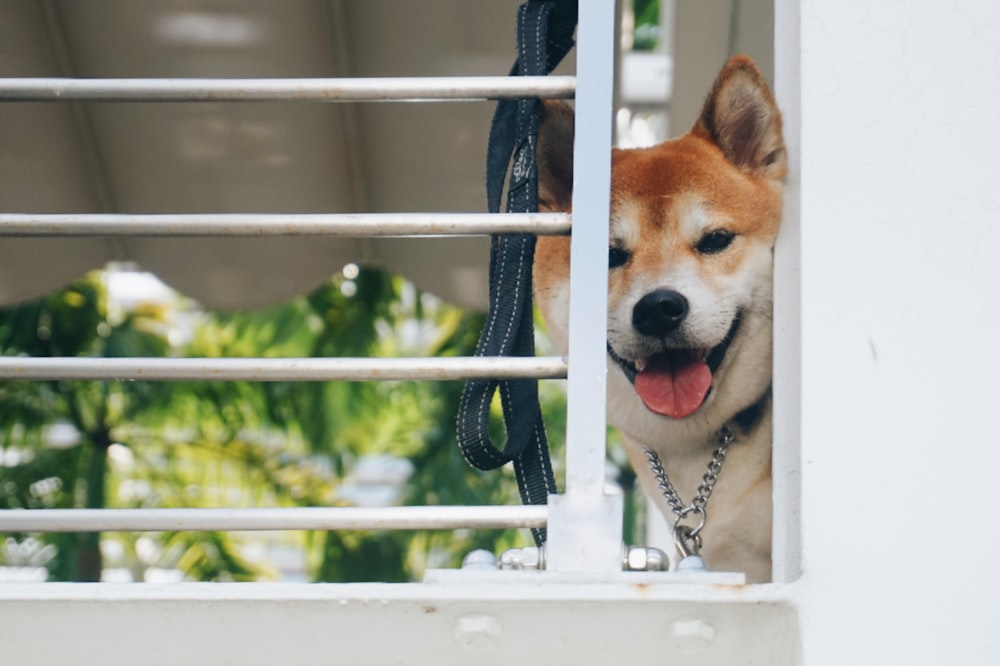 brown and white short coated dog on white wooden frame