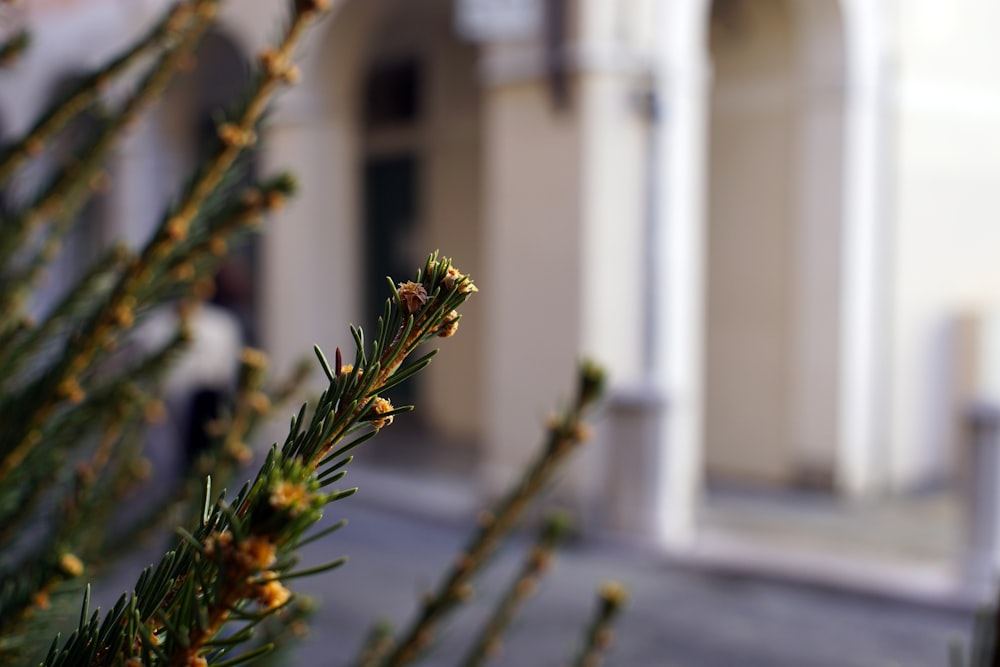 green and brown plant in front of white concrete building during daytime