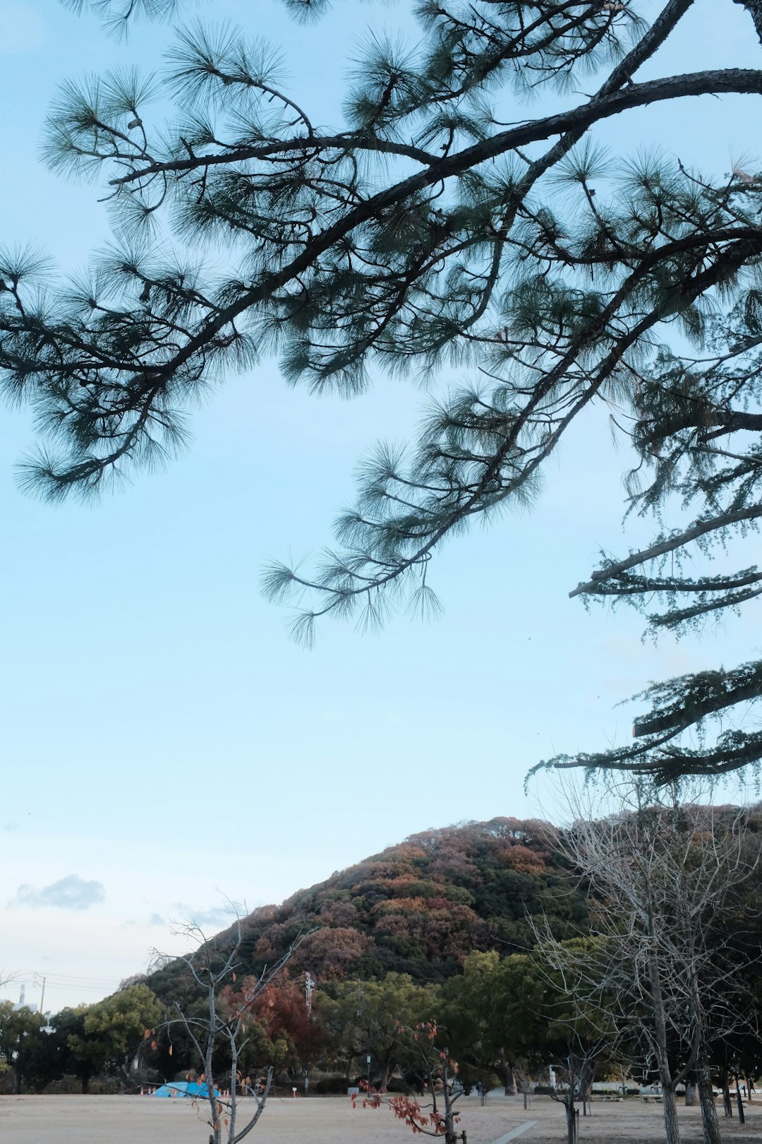 bare tree on hill under blue sky during daytime