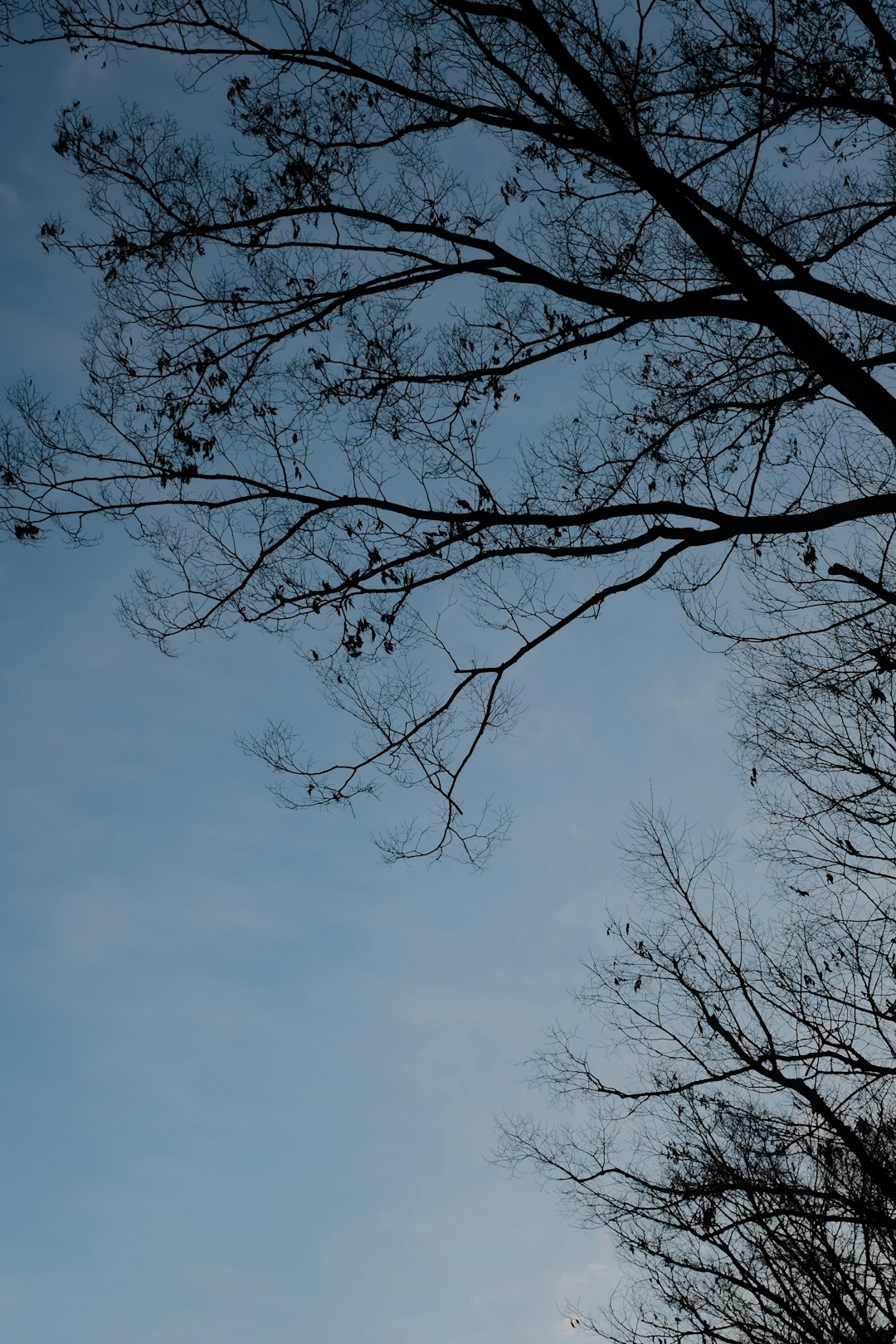 leafless tree under gray sky