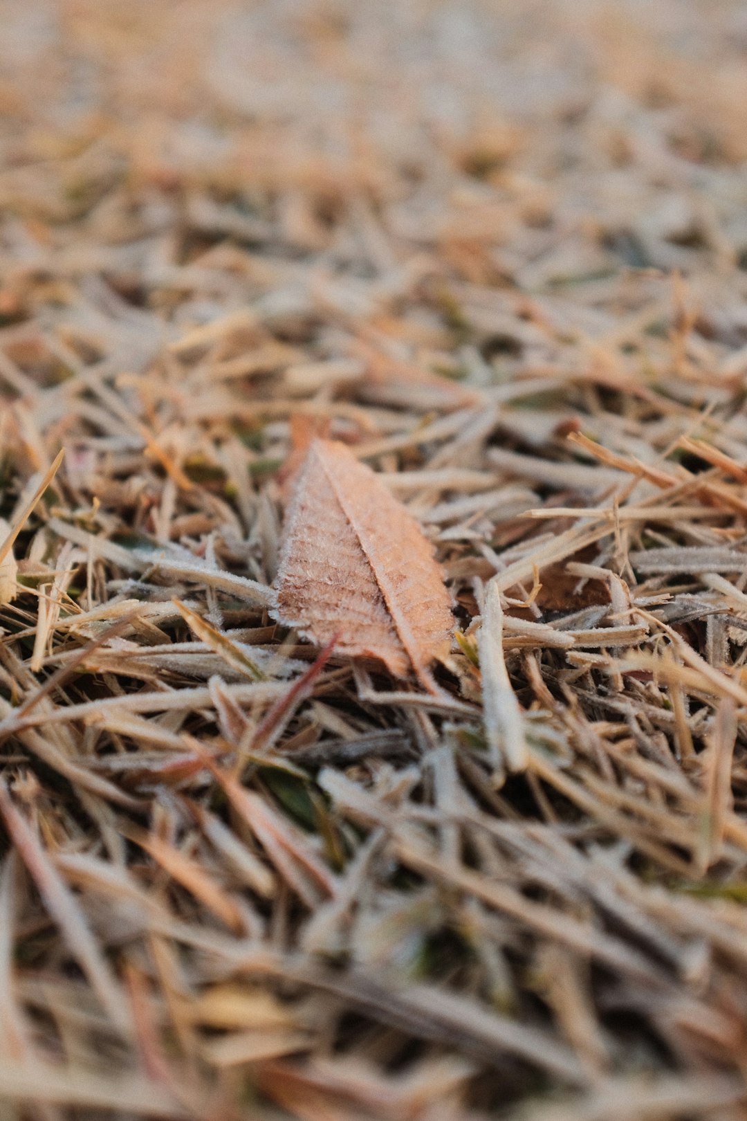 brown dried leaf on green grass