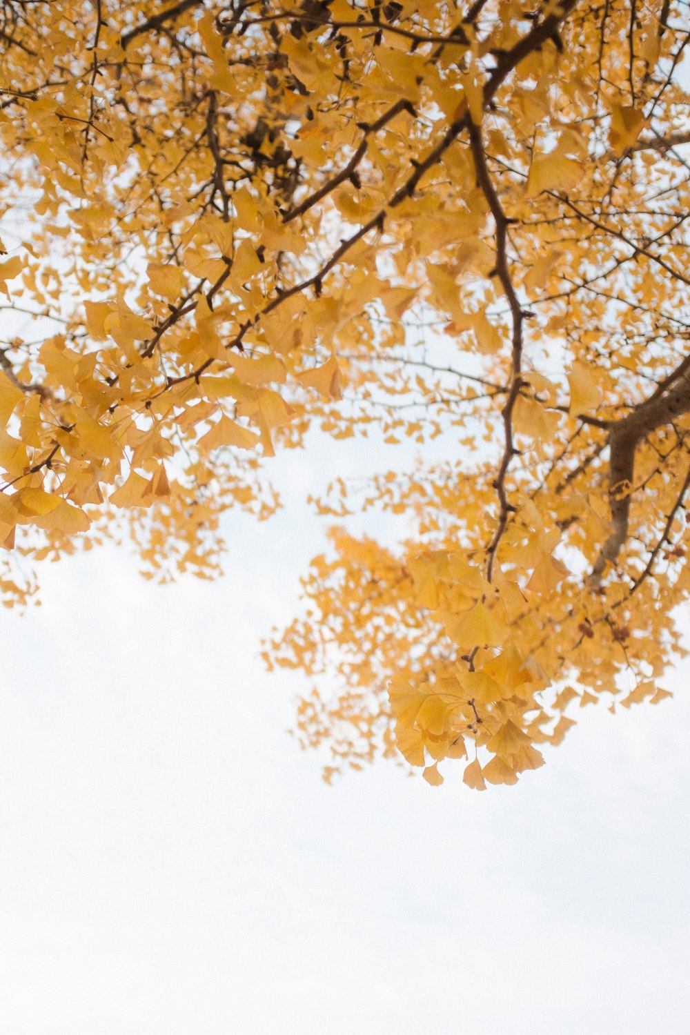 yellow leaves on tree branch