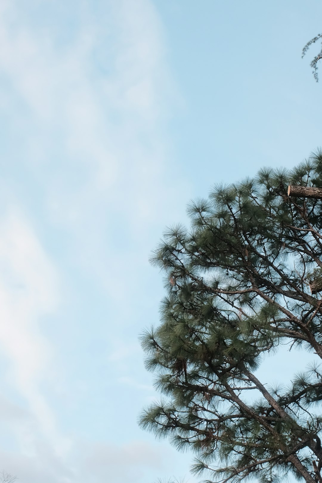 green tree under white sky during daytime