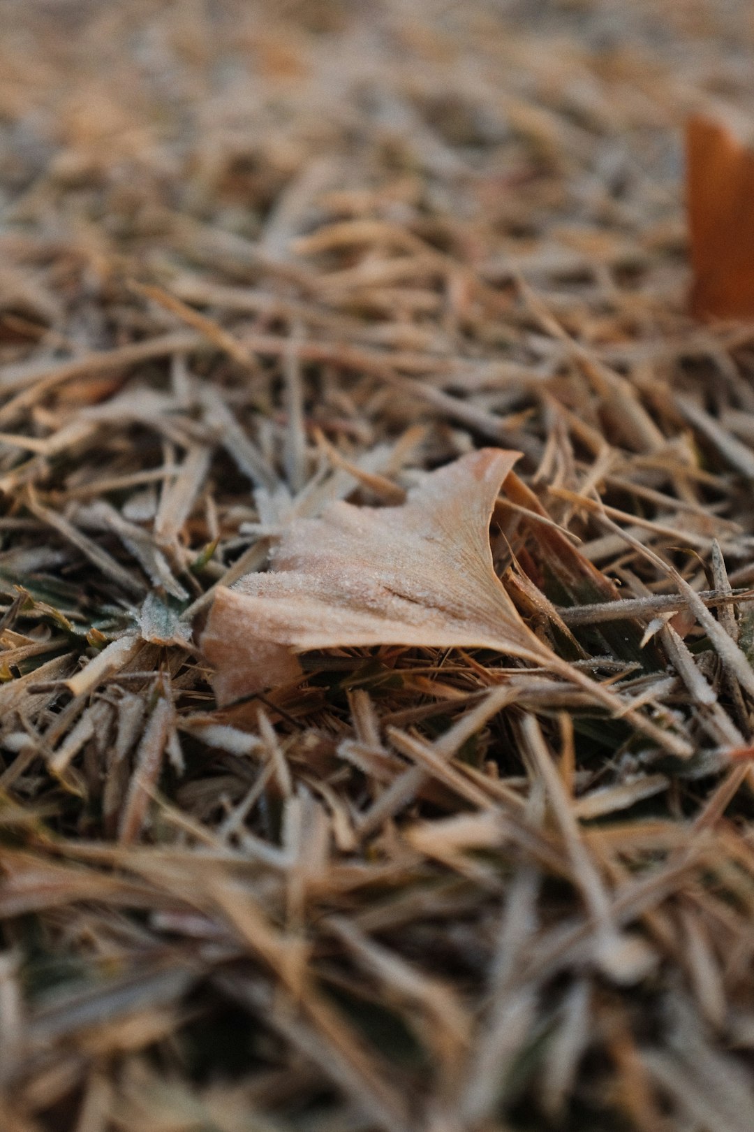 brown dried leaf on brown dried leaves