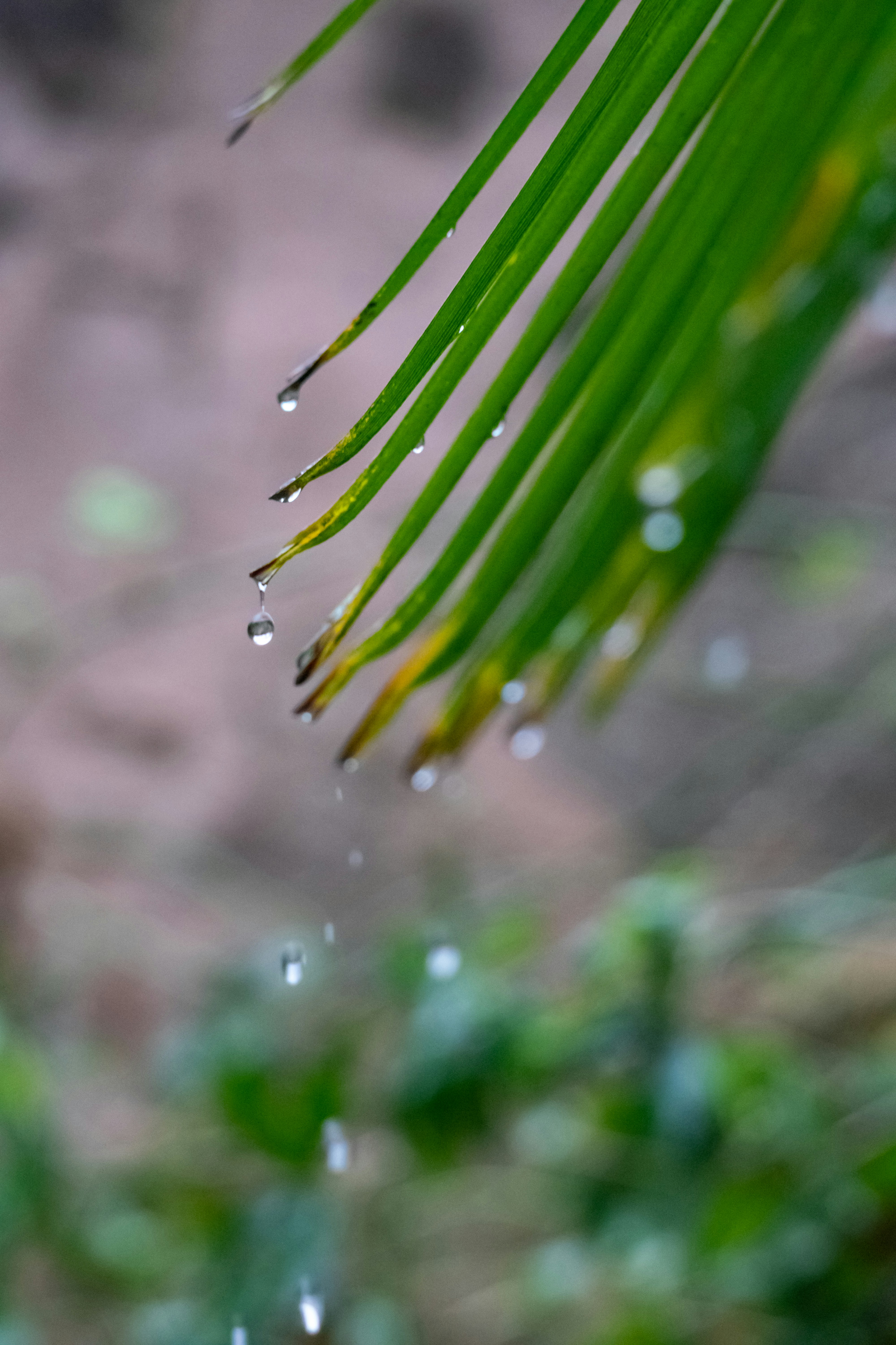 green plant in close up photography