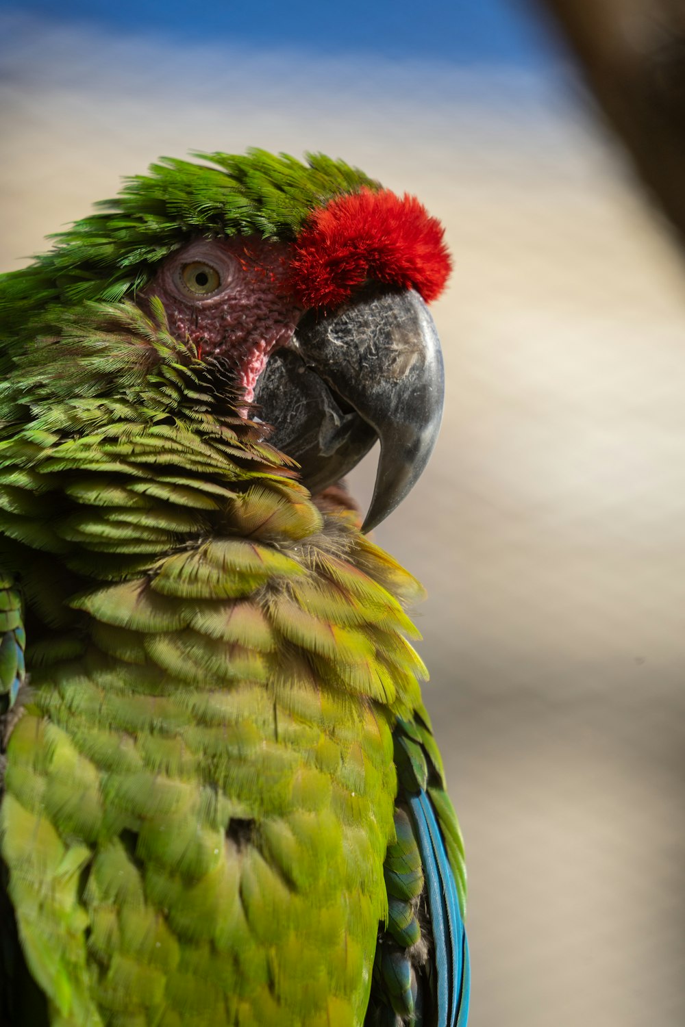 green blue and yellow parrot