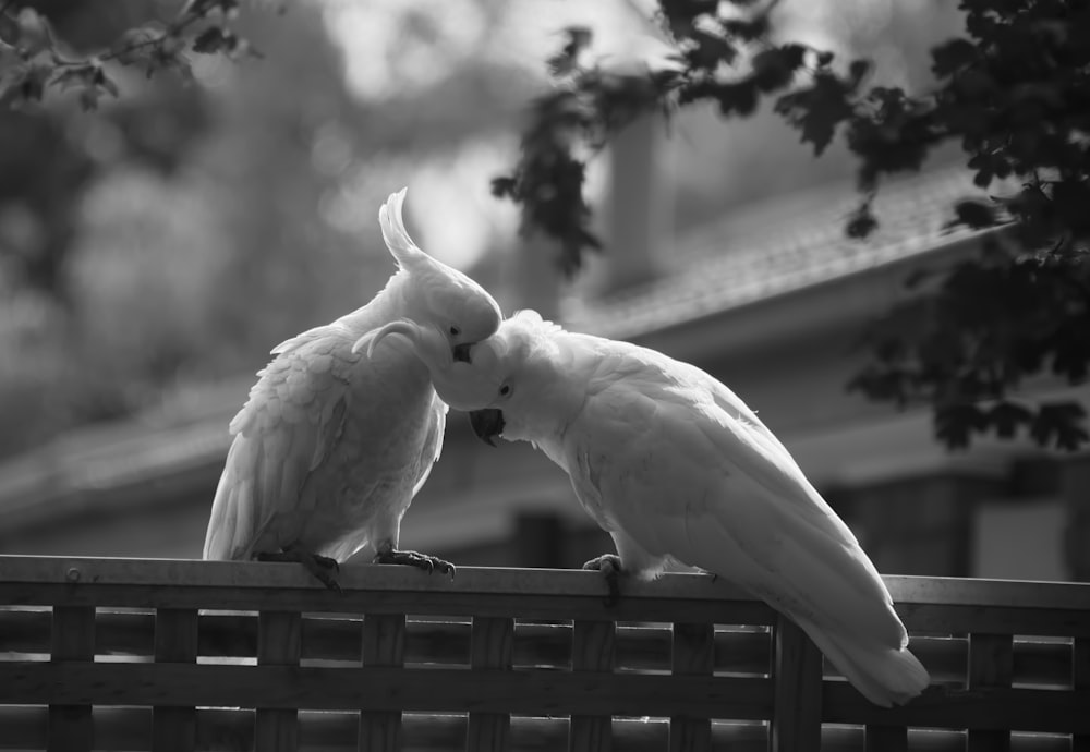 white bird on black metal fence