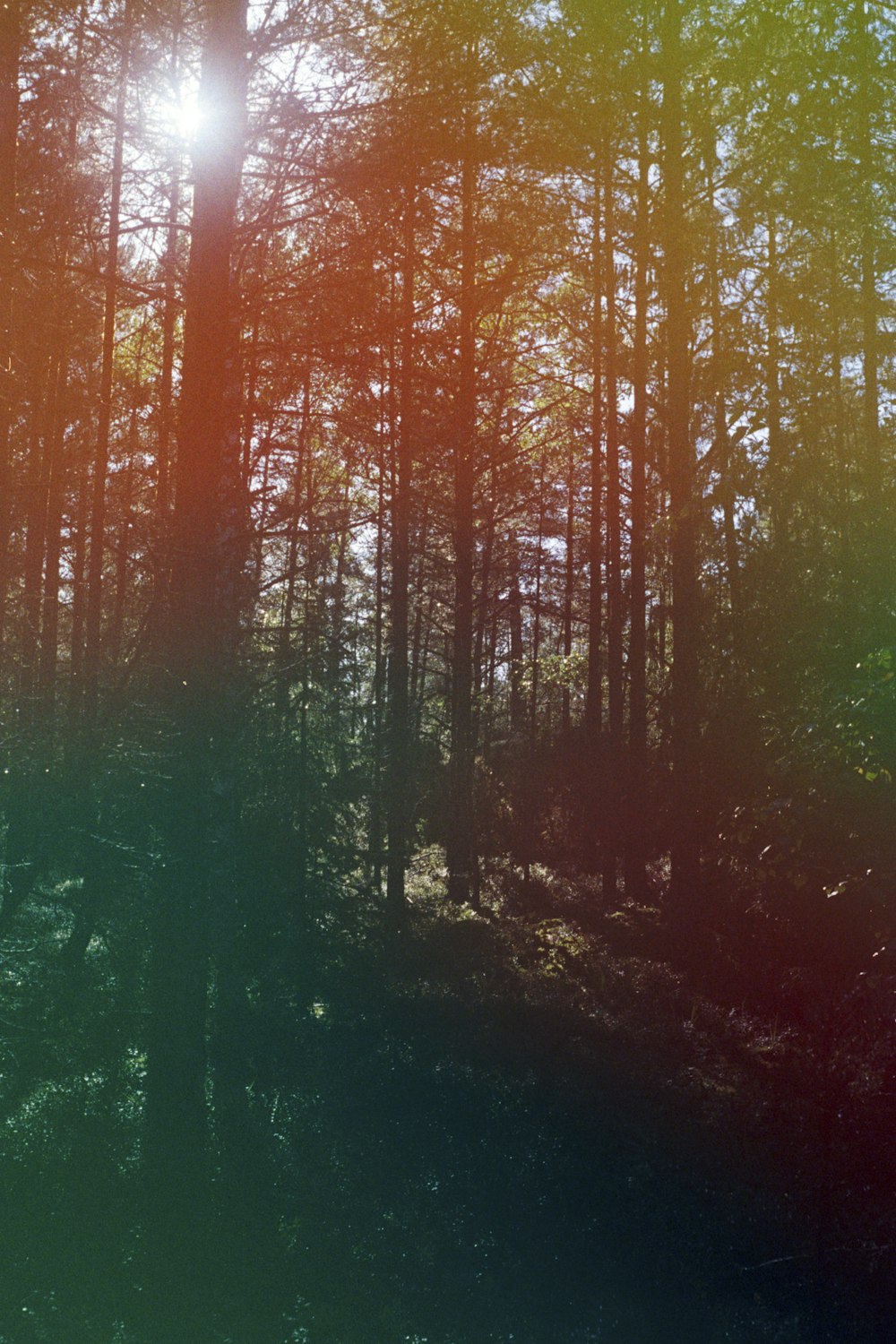 green trees and green grass during daytime