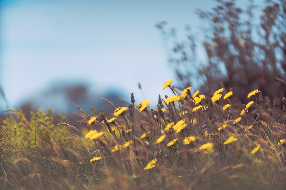 yellow flowers in tilt shift lens