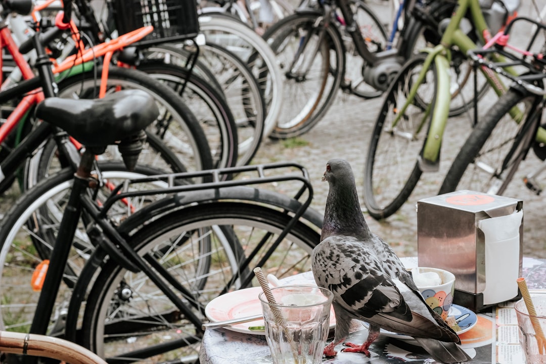 black and white pigeon on bicycle