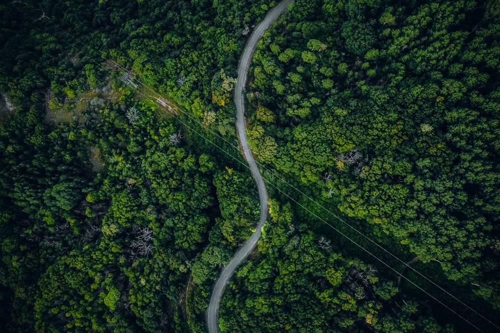 Vue aérienne de la forêt verte