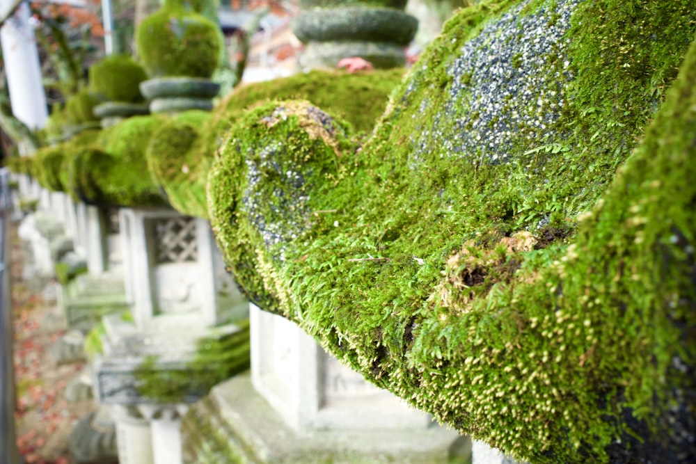 green moss on white concrete wall