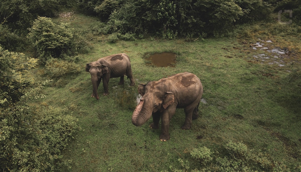 brown elephant on green grass field during daytime