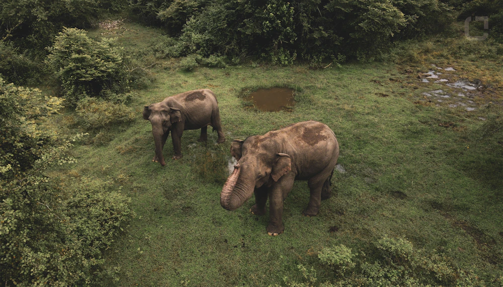Asian elephants grazing in Yala