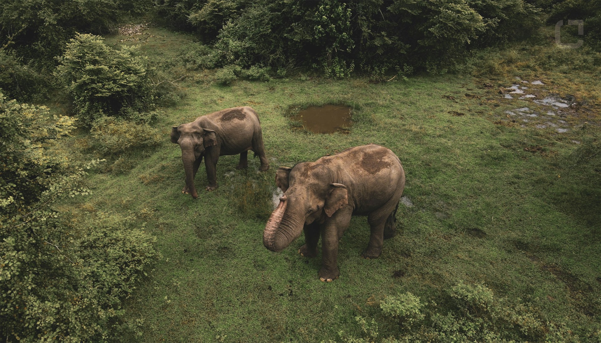 brown elephant on green grass field during daytime
