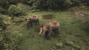Elephant Care Experience