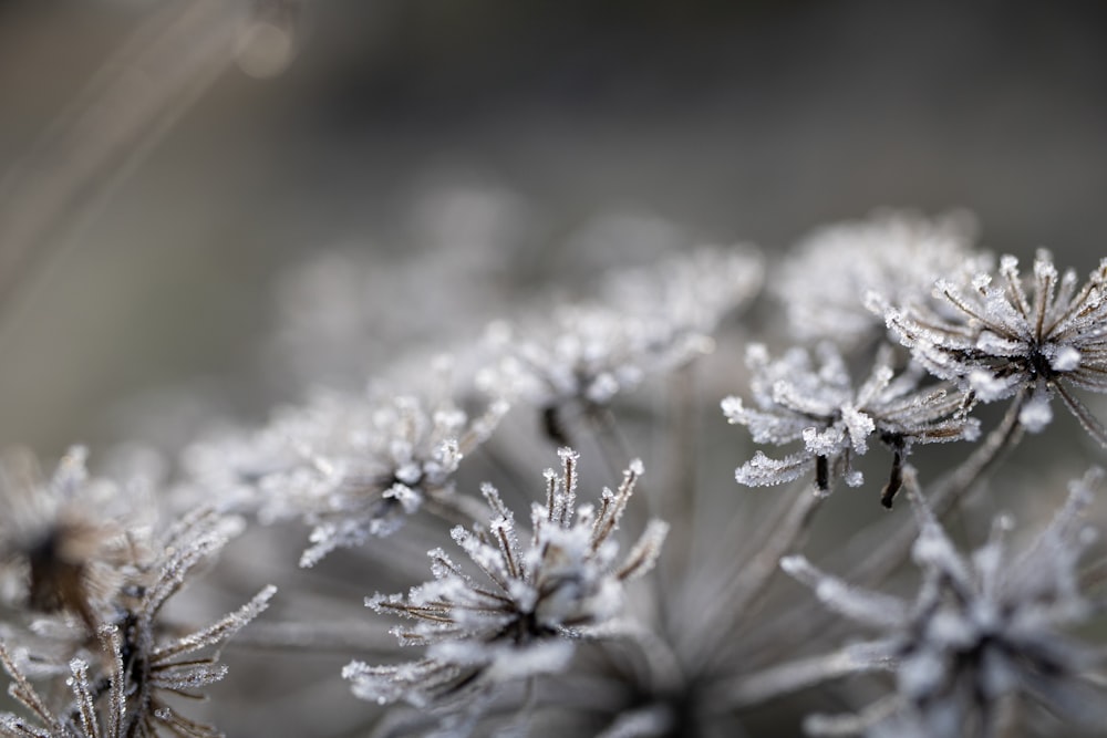 fiori bianchi in lente tilt shift