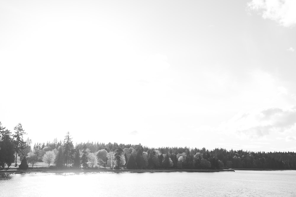 body of water near trees during daytime