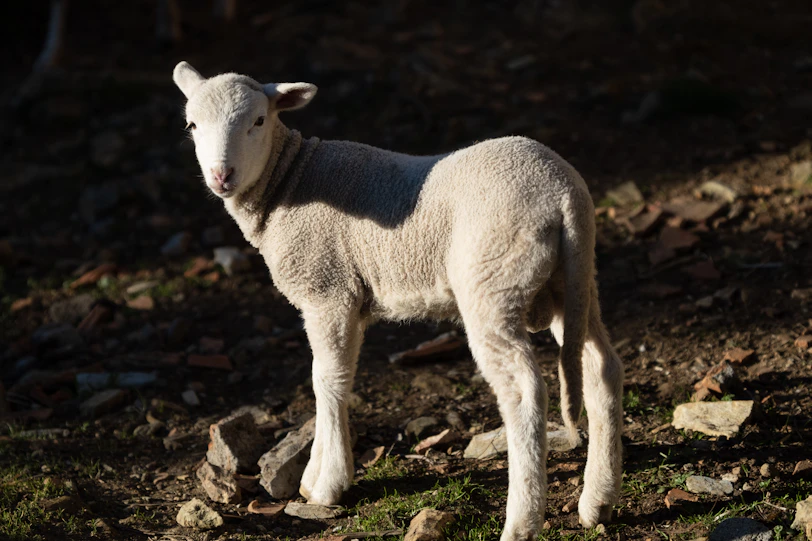 white and brown sheep on brown ground