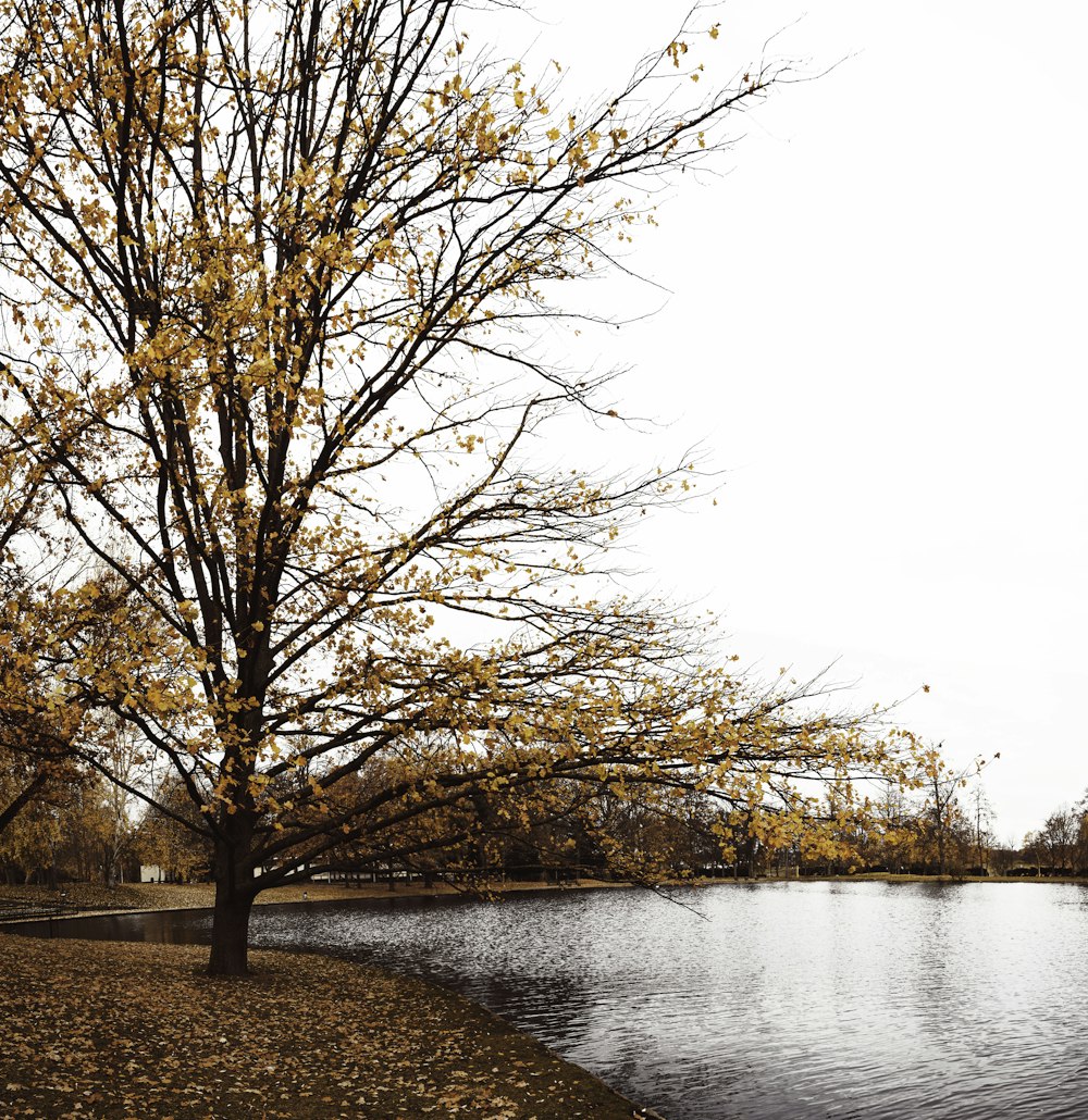 brown trees beside river under white sky during daytime