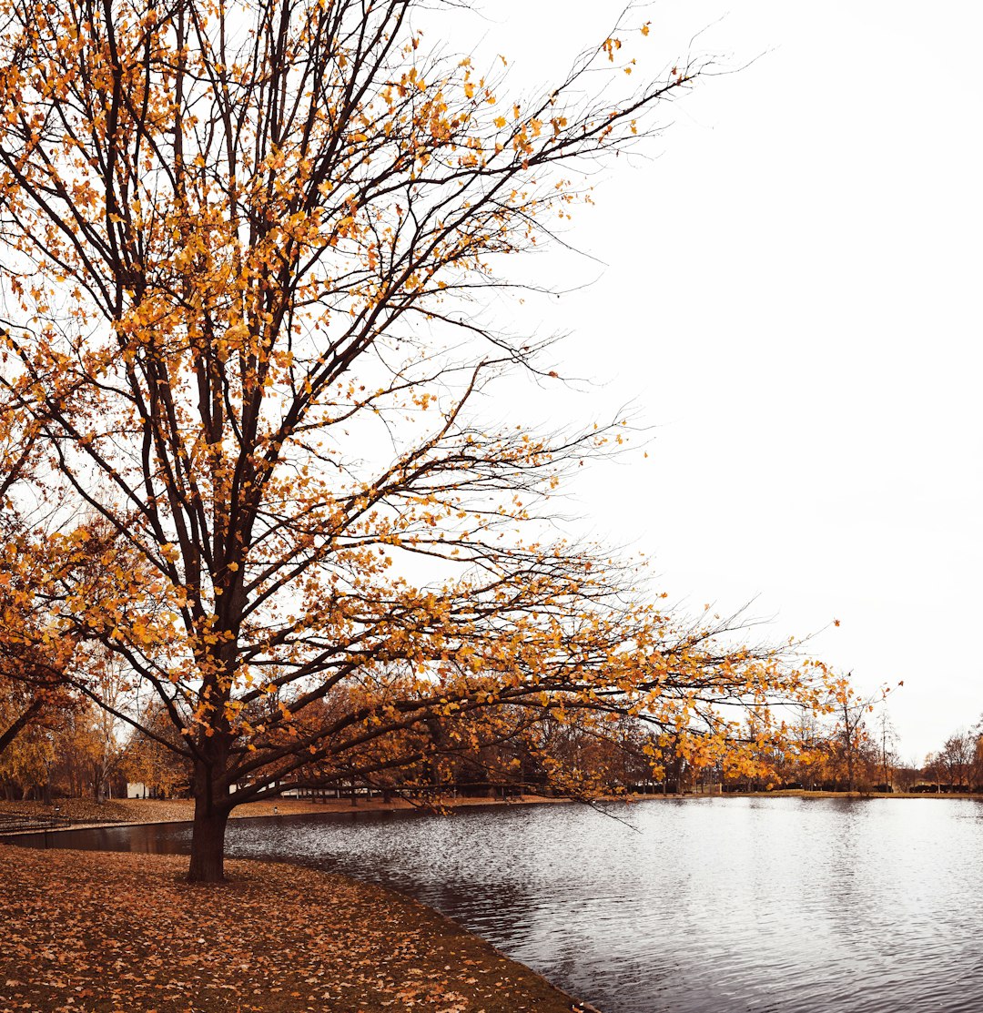 brown trees beside river under white sky during daytime