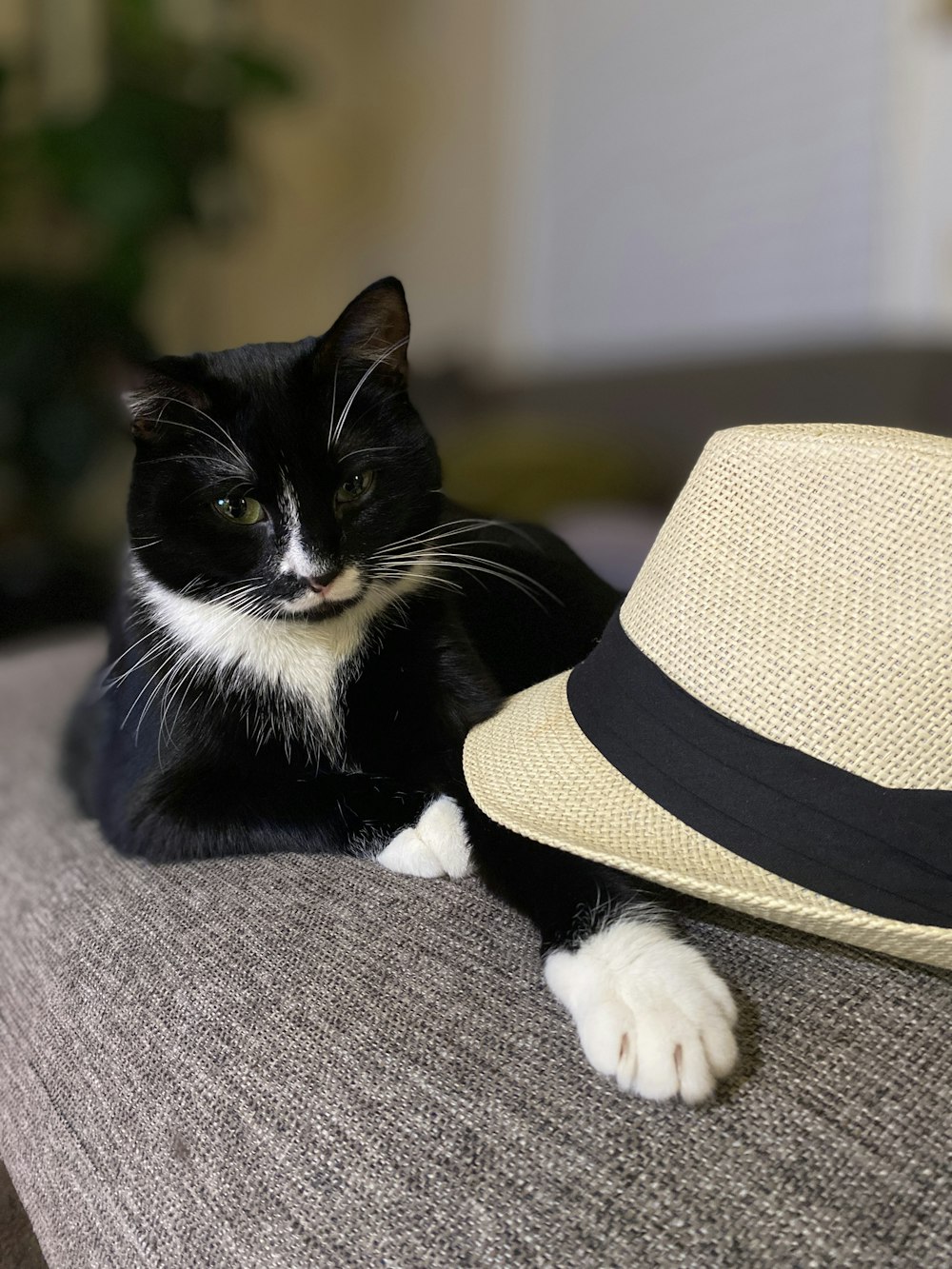 tuxedo cat on gray textile