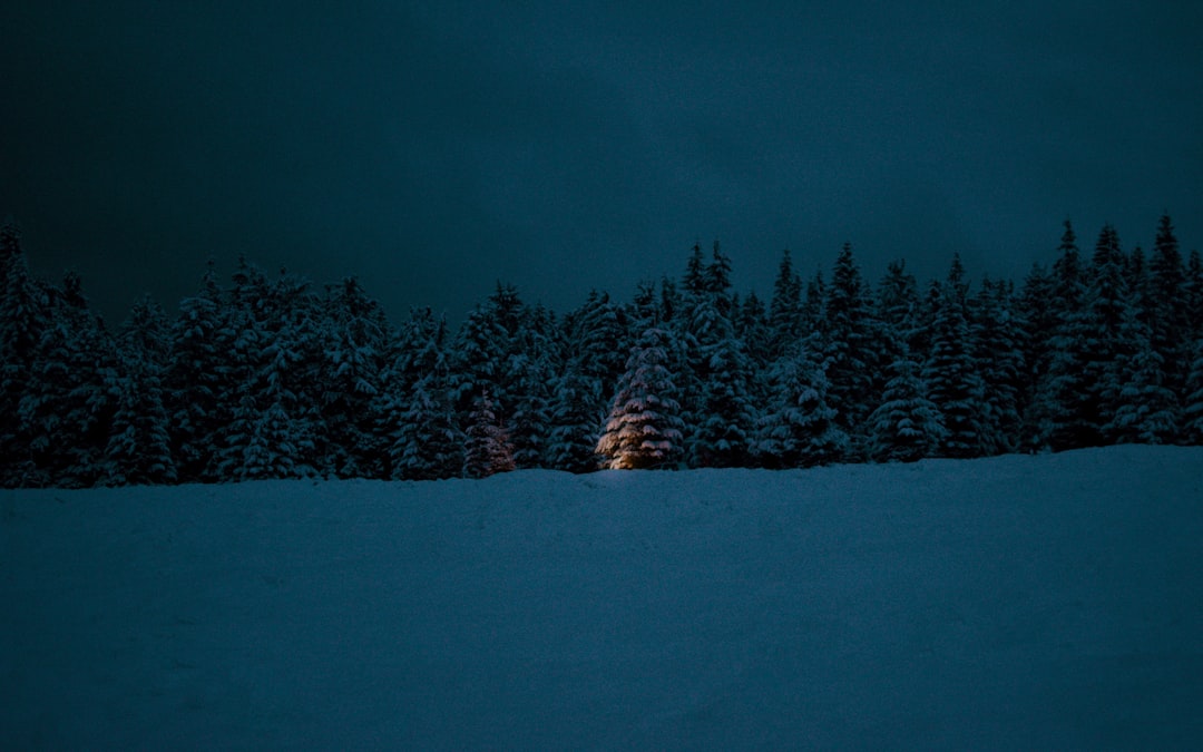 green pine trees on snow covered ground during night time