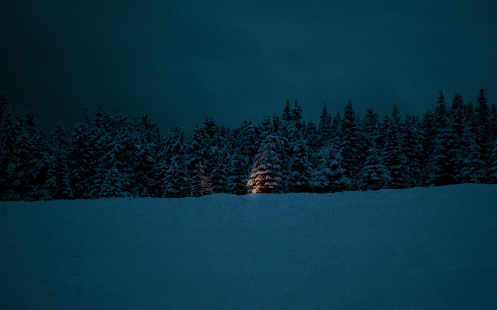 green pine trees on snow covered ground during night time