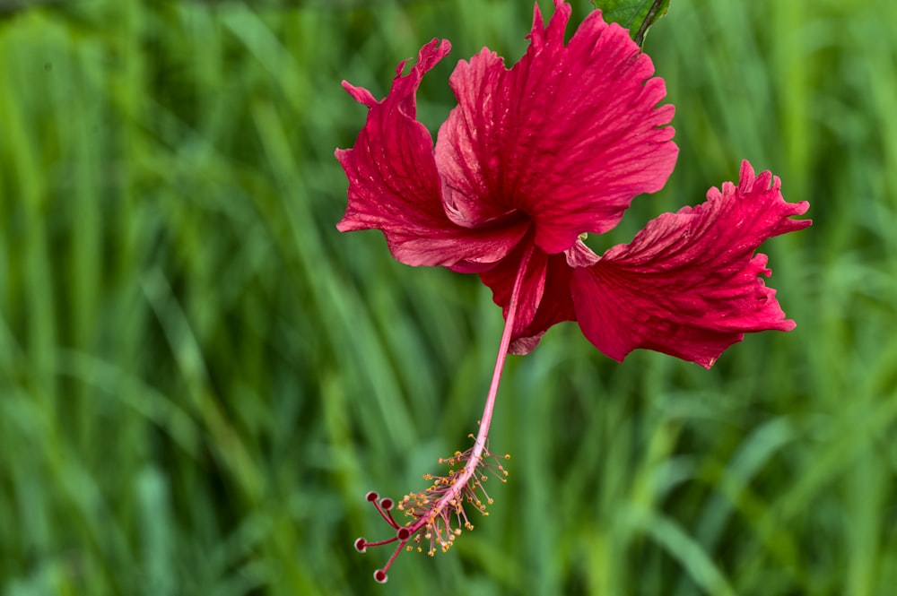 hibiscus rouge en fleurs pendant la journée