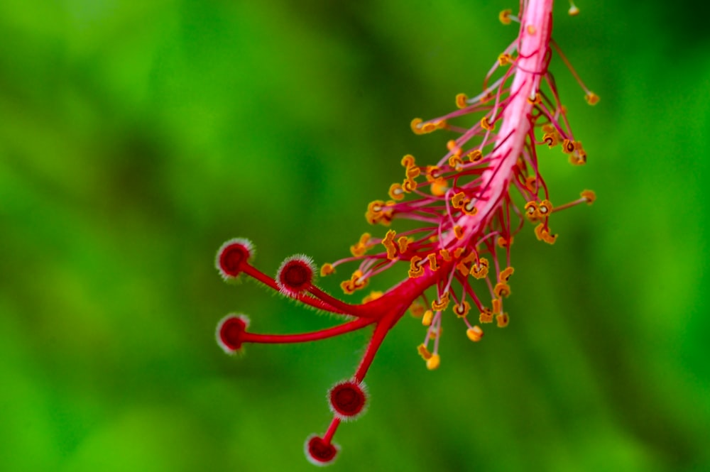 red and yellow plant stem