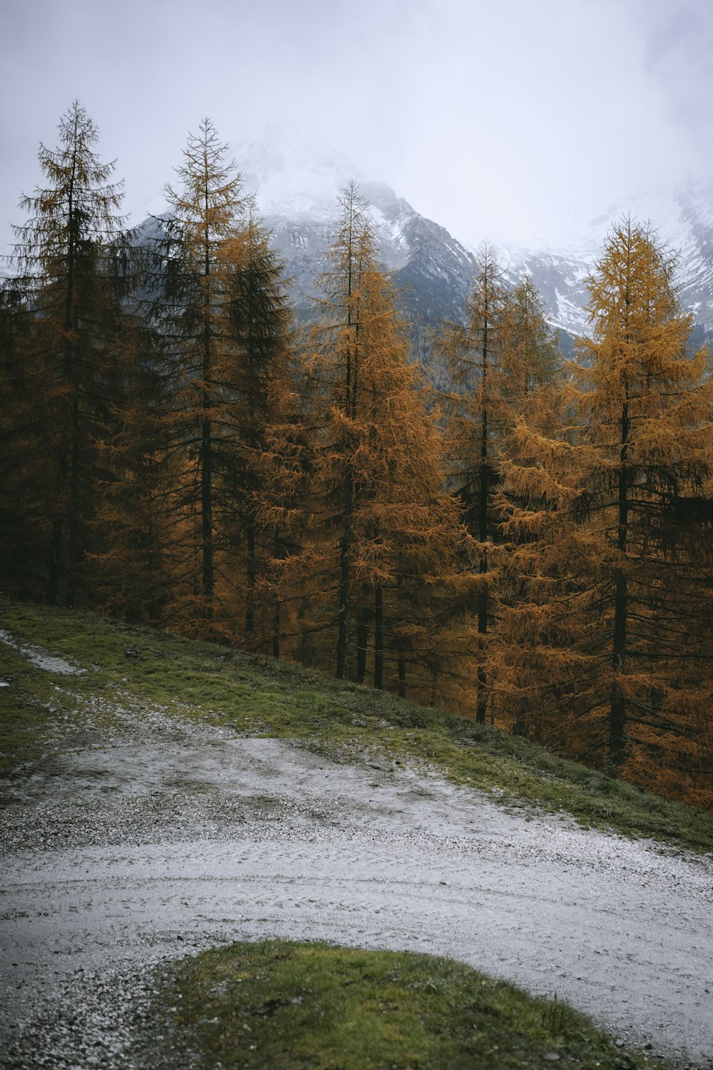 green and brown trees on gray dirt road during daytime