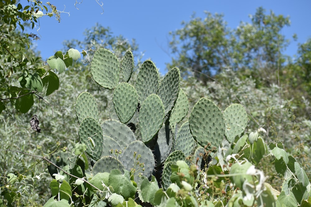 green cactus under blue sky during daytime