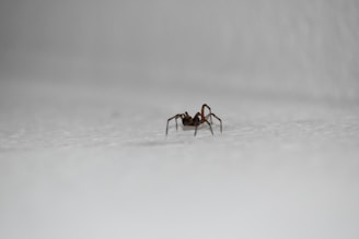 brown spider on white surface