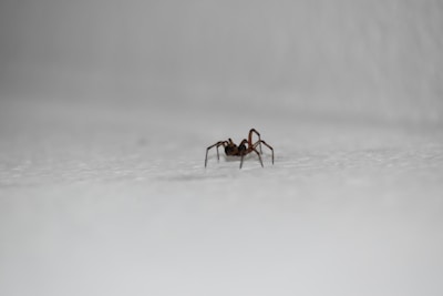 brown spider on white surface