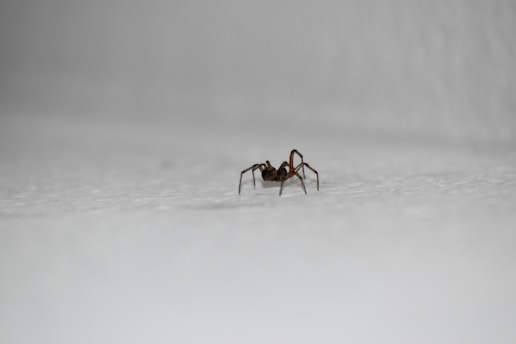 spider spray recipe