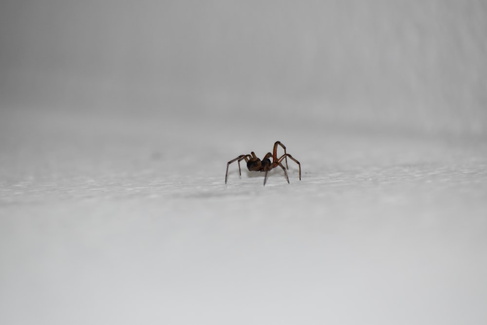 白い表面に茶色のアリ