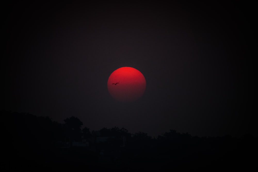 Silueta de árboles durante la noche