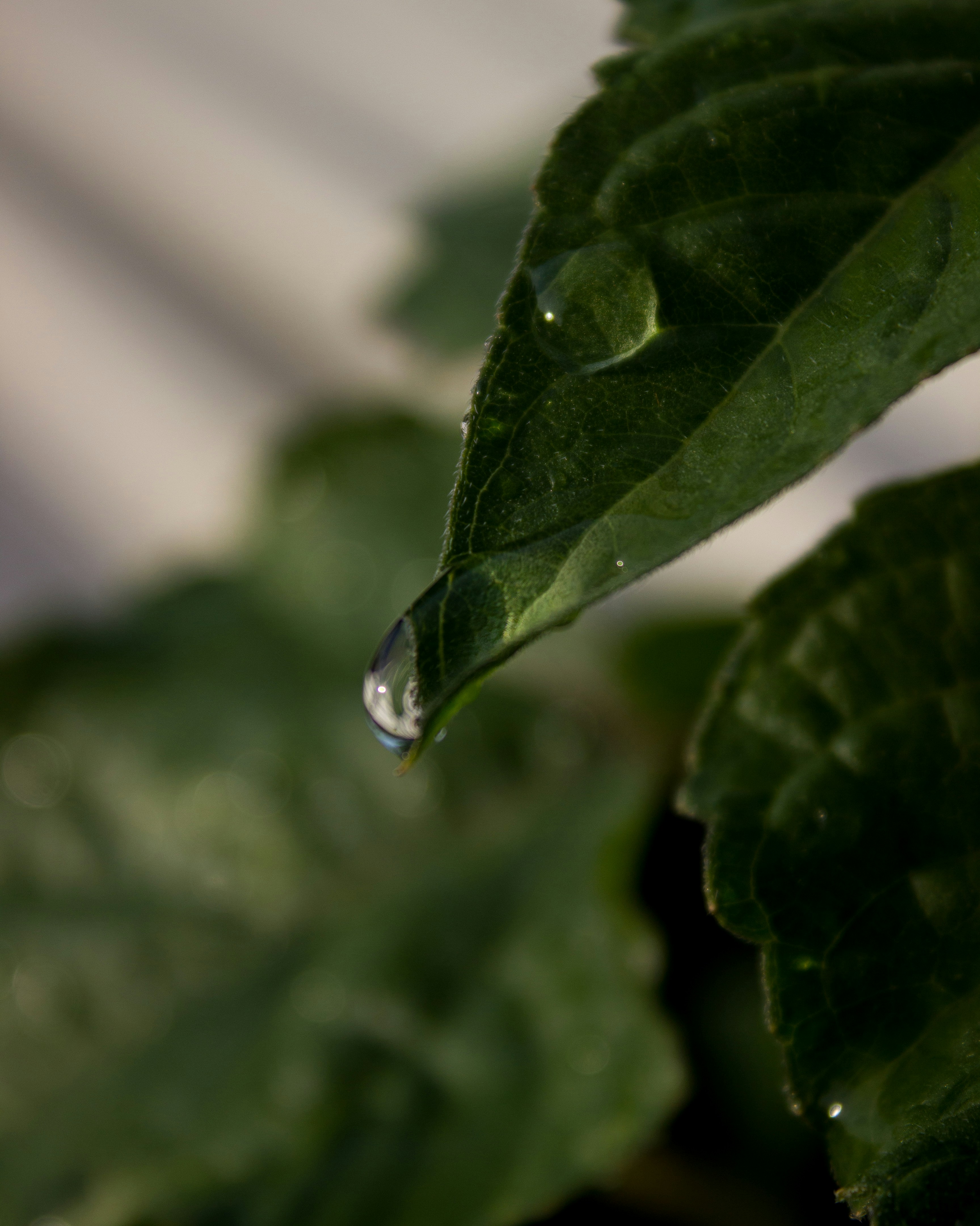 water dew on green leaf