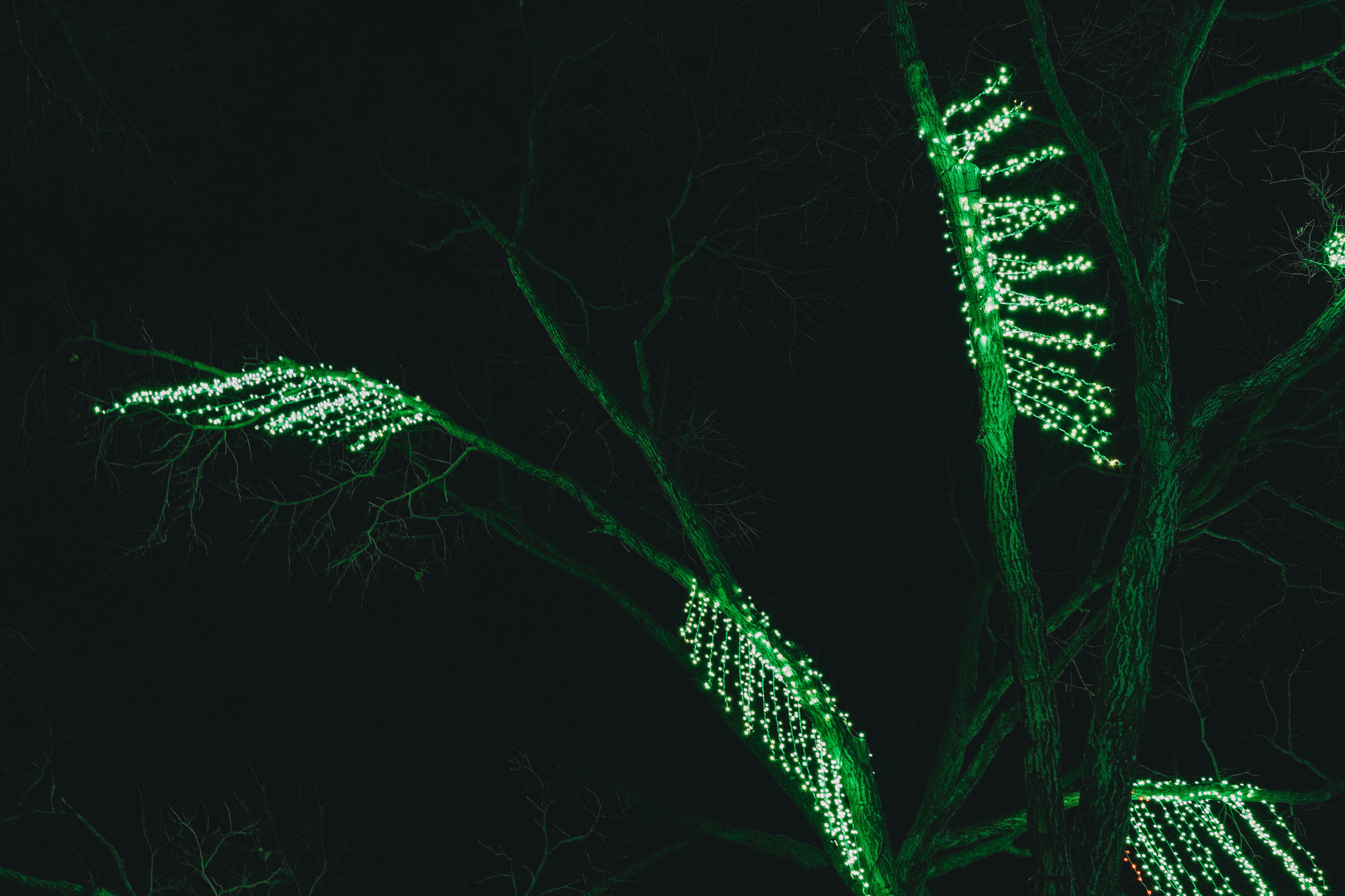 Photo by stevenvanelk