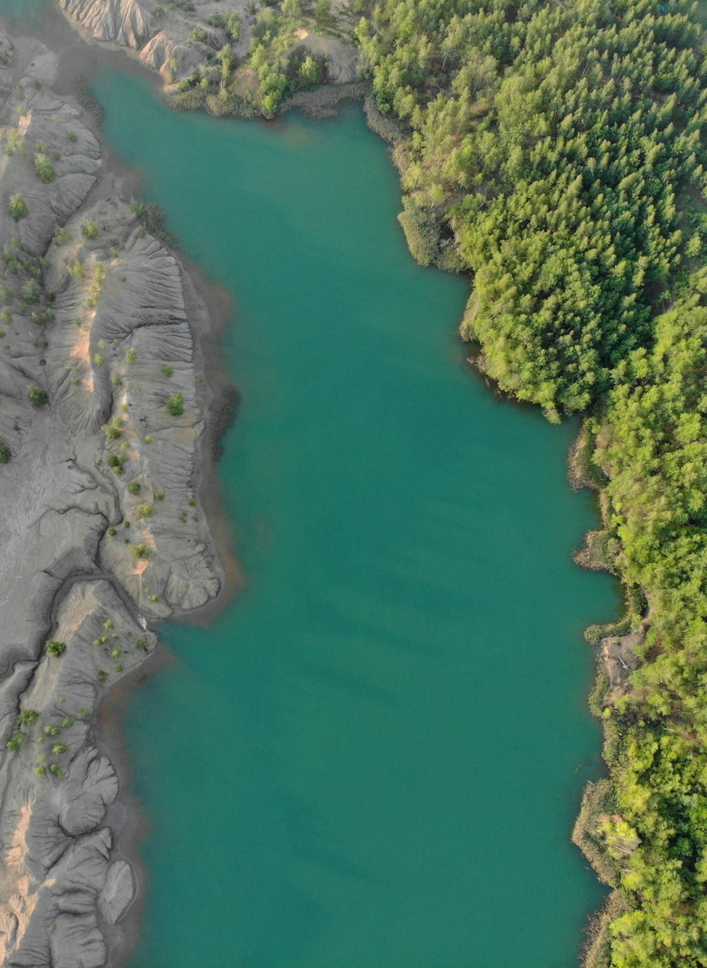 aerial view of green trees beside body of water during daytime