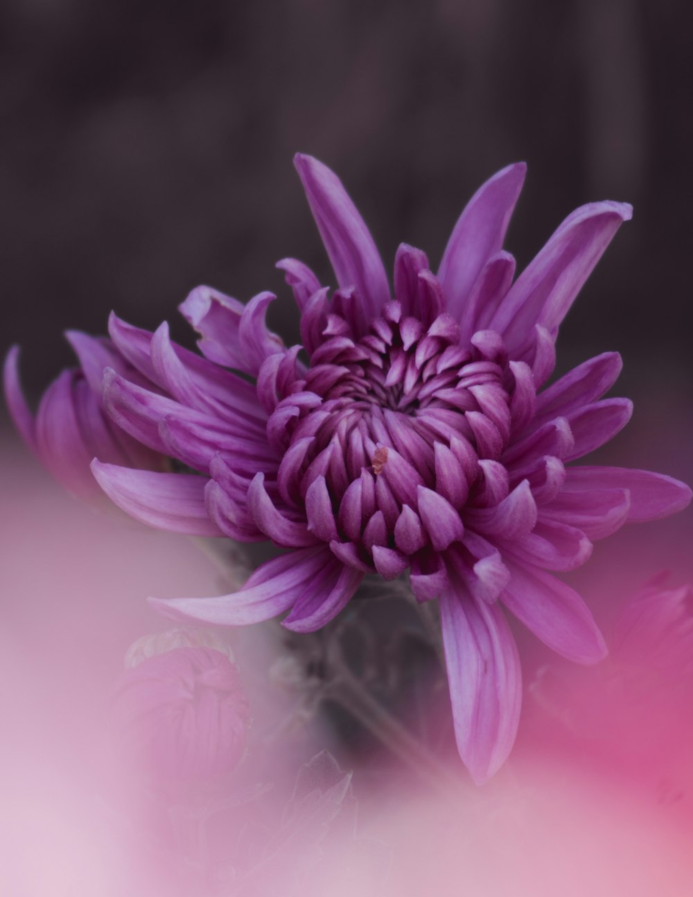 purple flower in tilt shift lens