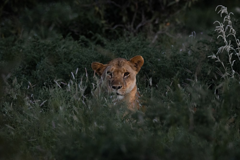 a lion in a field of tall grass