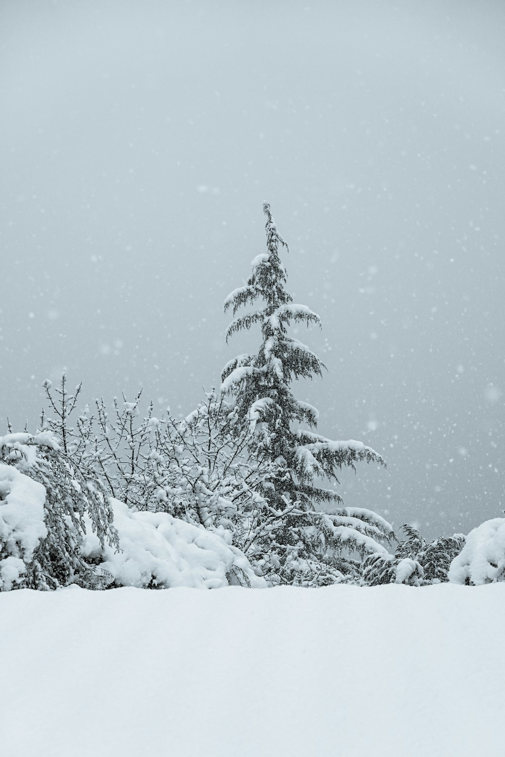 Kiefer mit Schnee bedeckt