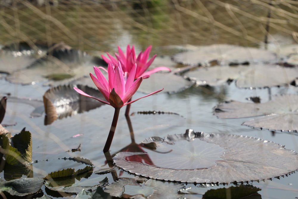 pink lotus flower on water